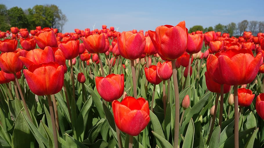 튤립, 전구, 봄, 네덜란드, 튤립 필드, 꽃, 식물, 네덜란드 풍경, 빨강, 꽃 피는 식물