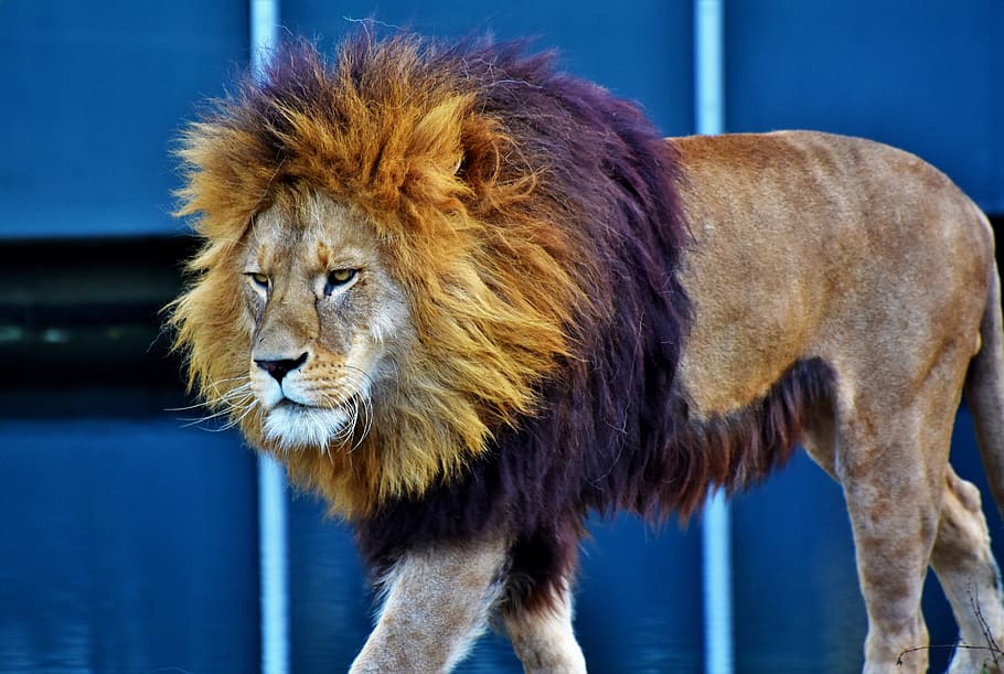 茶色のライオン ライオン 猫 捕食者 大きな猫 ライオンのたてがみ たてがみ 野生 肉食動物 アフリカ Pxfuel
