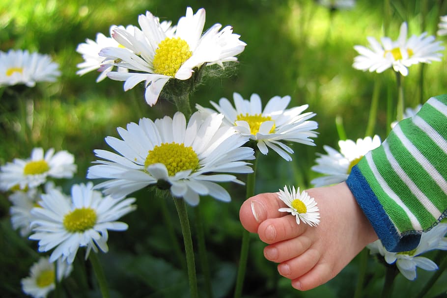 white daisy flowers, flower, daisy, child's, flowering plant, freshness, plant, fragility, human body part, vulnerability