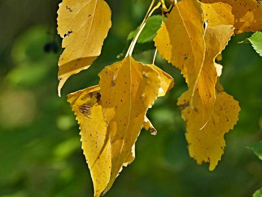 葉 黄色 インド 夏 ポプラ 自然 秋 植物の部分 植物 クローズアップ Pxfuel
