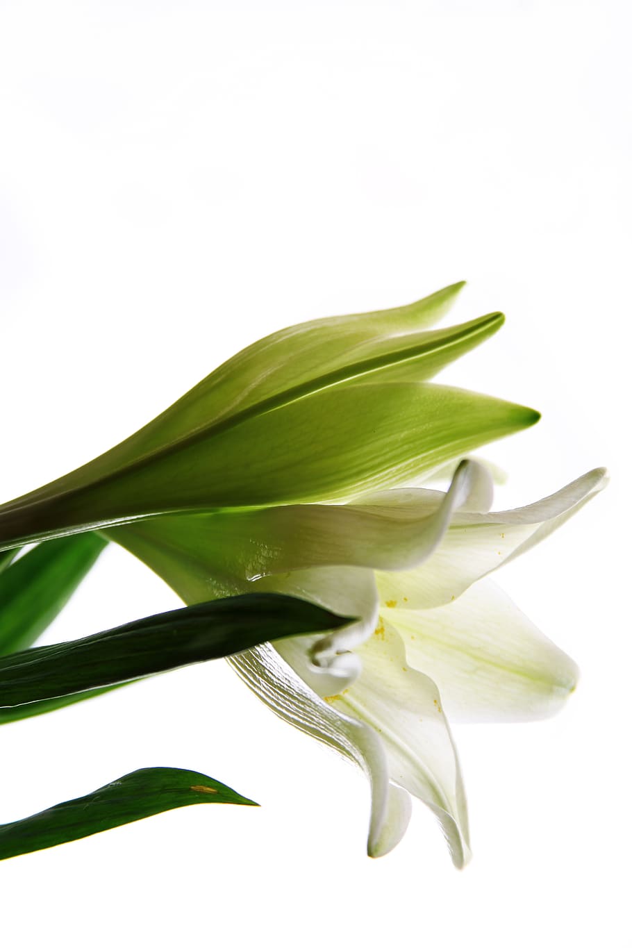 white, lily, lilies, flowers, bloom, botany, flora, botanical, background, decorative