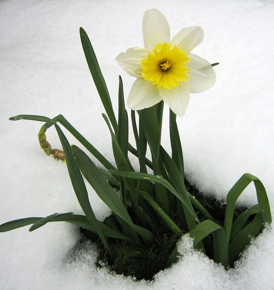白 黄色 水仙の花 雪の地面 水仙 春 雪 花 開花植物 植物 Pxfuel