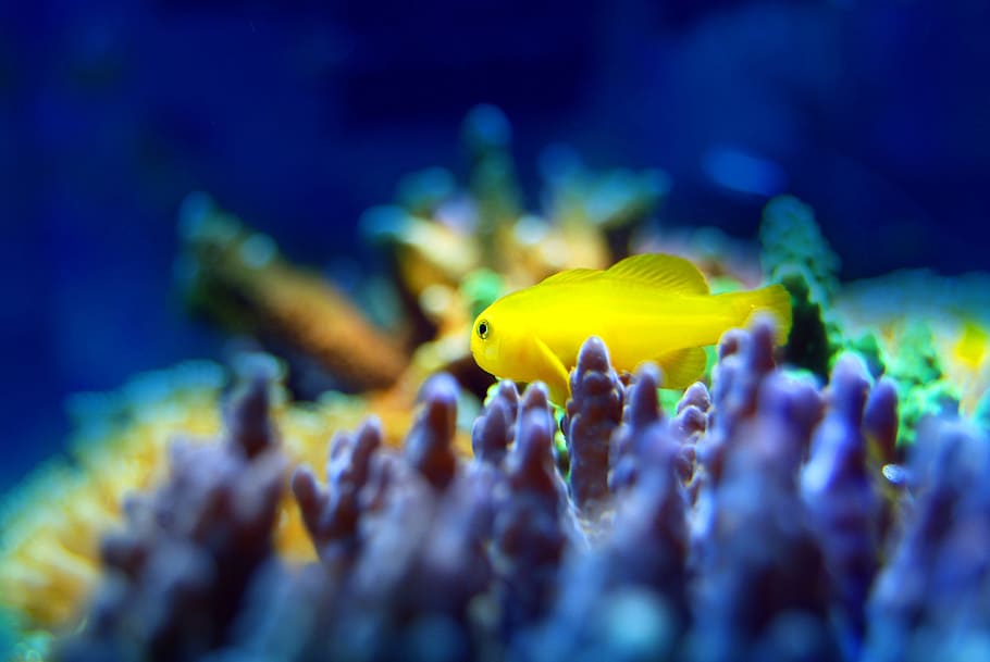 close-up photography, yellow, fish, reef, coral, sea, underwater, ocean, marine, tropical