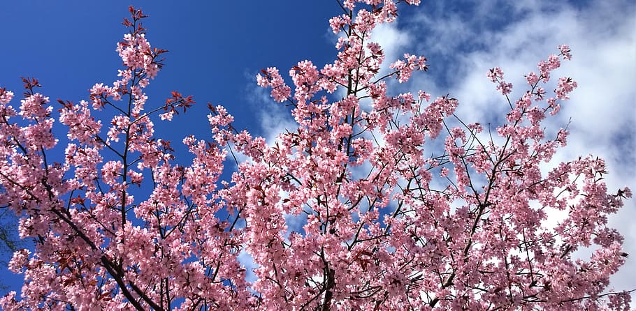 árbol de sakura, flor de cerezo, primavera, floración, jardín, nuestros personajes, árbol, flores, flores de primavera, flor rosa