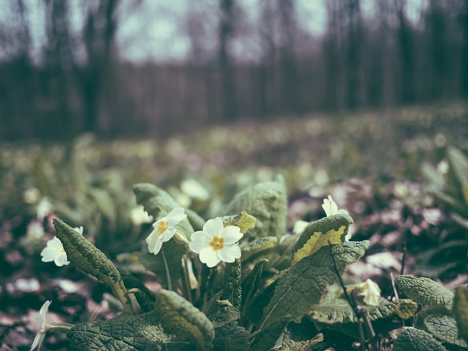 white, primroses, bloom selective-focus photography, daytime, selective, photography, petaled, flower, plant, bloom