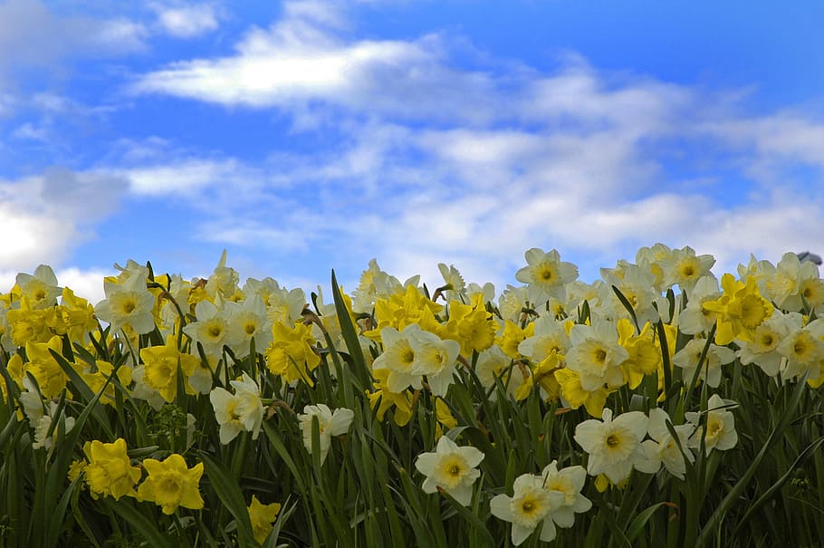 amarillo, campo de flores de pétalos, azul, cielo, Himmel, Narciso, pingstliljor, lirios de pascua, flores, blanco