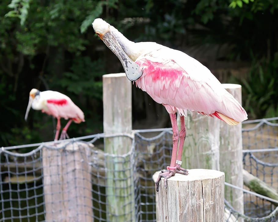 birds, pink, captivity, zoo, net, fence, post, feather, nature, stork