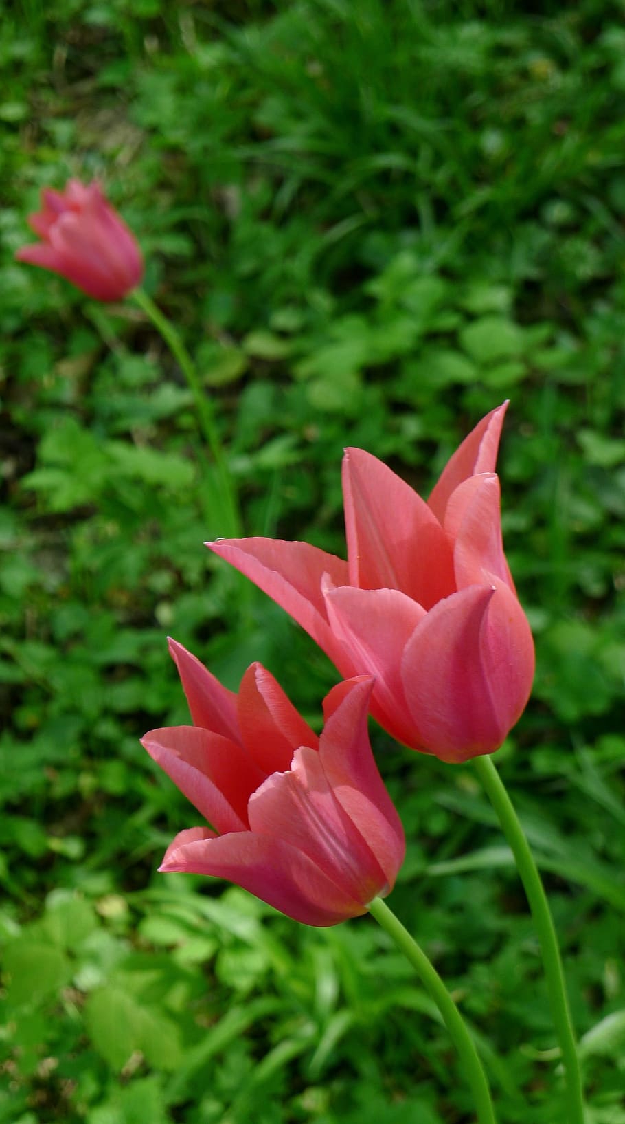 Aberto, Tulipas, Rosa, Garde, tulipas abertas, tulipas cor de rosa,  primavera, flor, natureza, pétala | Pxfuel