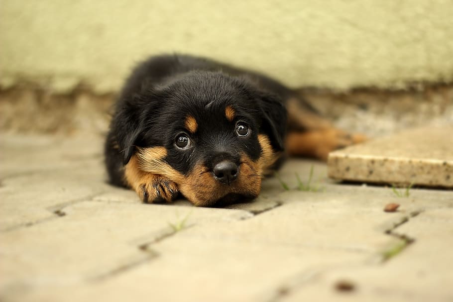 shallow, focus photography, black, brown, rottweiler puppy, shallow focus, photography, black and brown, rottweiler, puppy
