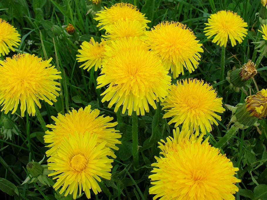 dandelion, summer meadow, yellow, flowers, flower, flowering plant, fragility, vulnerability, plant, freshness