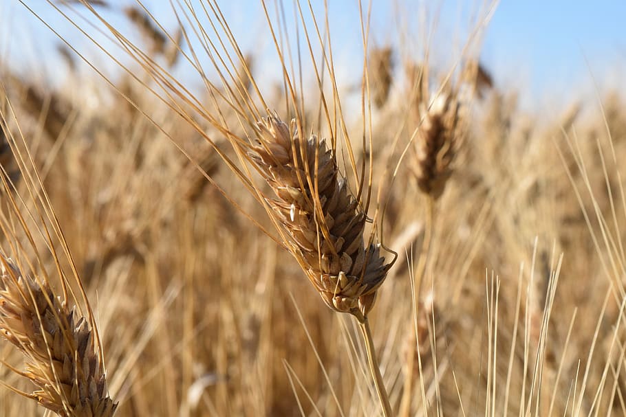 trigo, trigo duro, campo de trigo, verão, luz, sol, orelha, maduro, pão, cereais