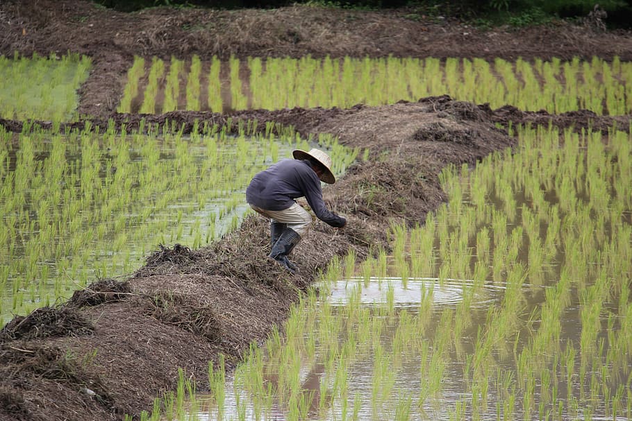 arroz, plantación, arrozal, tailandia, Agricultura, granja, crecimiento, cultivo, planta, ocupación