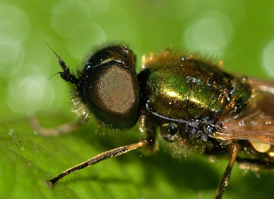 Serangga, Diptera, Chloromyia, Formosa, tema hewan, satwa liar, satu hewan, hewan di alam liar, close-up, invertebrata