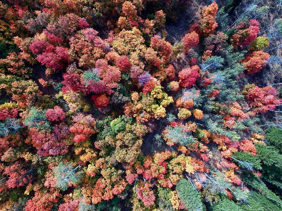 aerial, trees, woods, forest, drone, green, orange, summer, season, fall