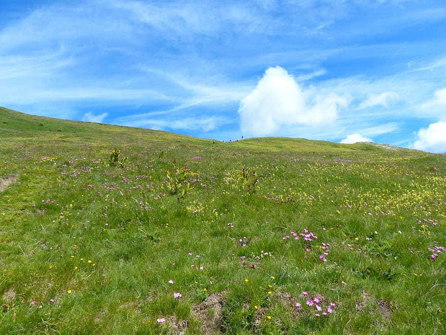 flowers, green, grass field, cloudy, sky, Mountain Meadow, Grassy, Slope, meadow, grassy slope