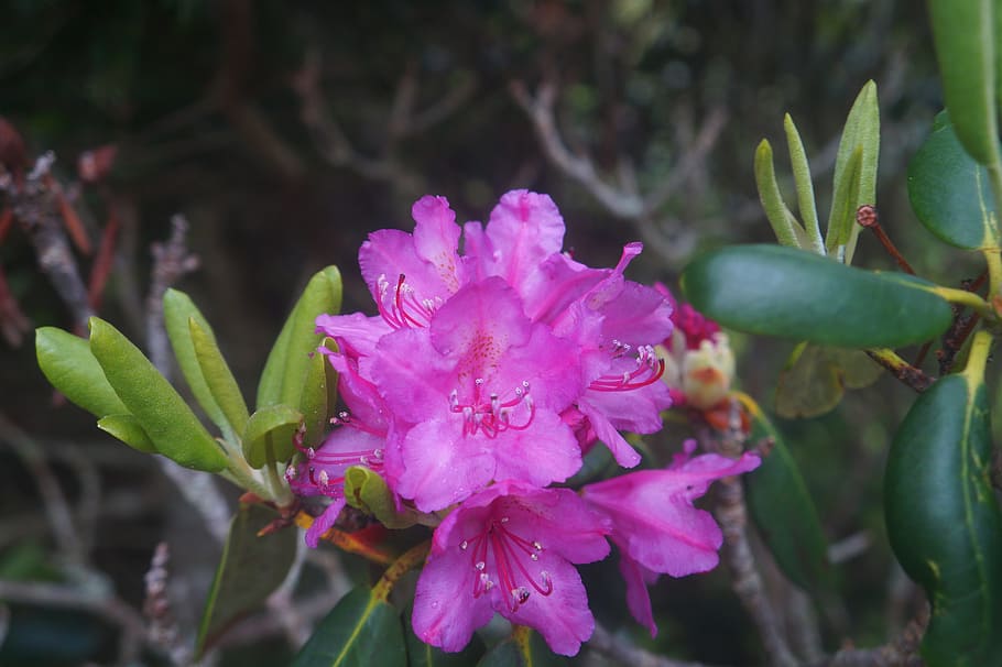 roan mountain, flowers, nature, appalachian, rhododendron, plant, flower, flowering plant, freshness, beauty in nature