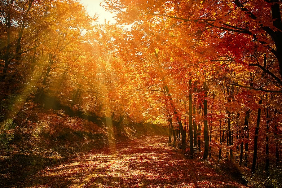 pathway between trees, forest, red, autumn, fall, nature, road, season, landscape, rays