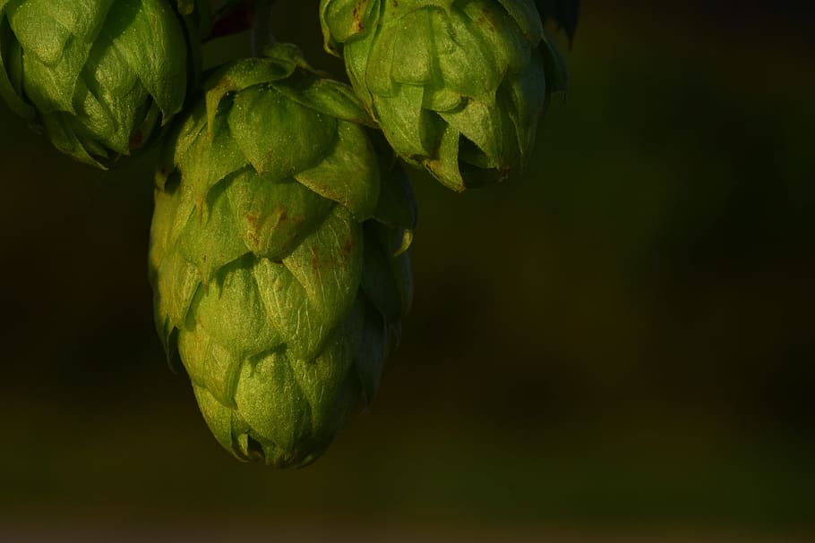 three, green, hops, close-up photography, hops flower, hanging, nature, blossom, bloom, close