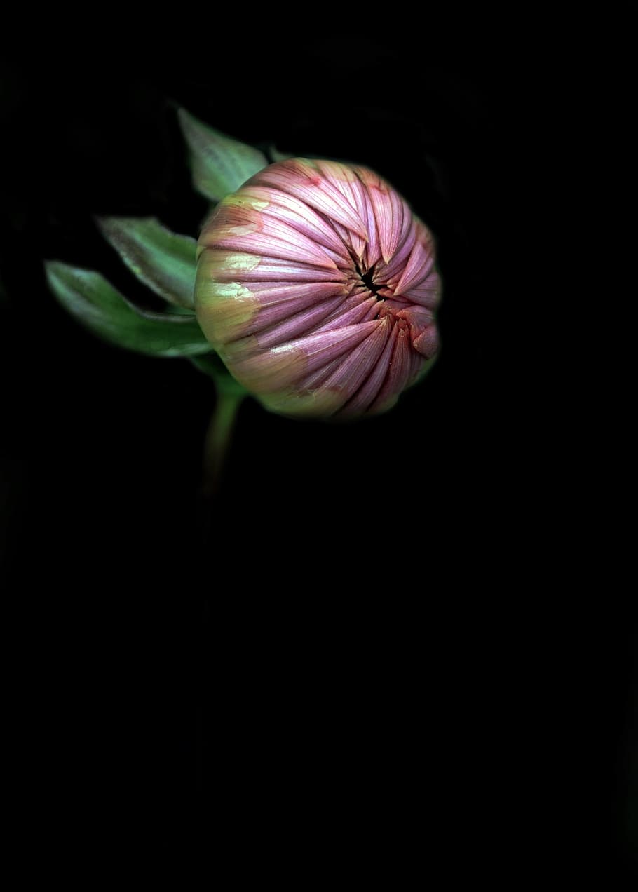 selective, focus photography, pink, chrysanthemum flower bud, flower, bud, farewell, last goodbye, death, forever