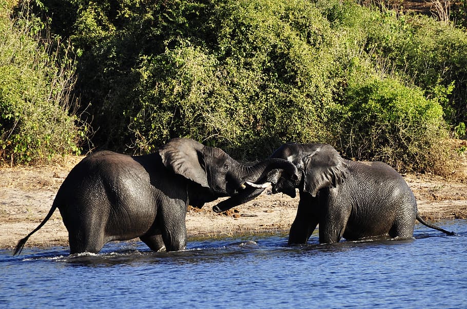 gajah, gajah air, perkelahian, saingan, sungai, air, chobe, botswana, afrika, hewan