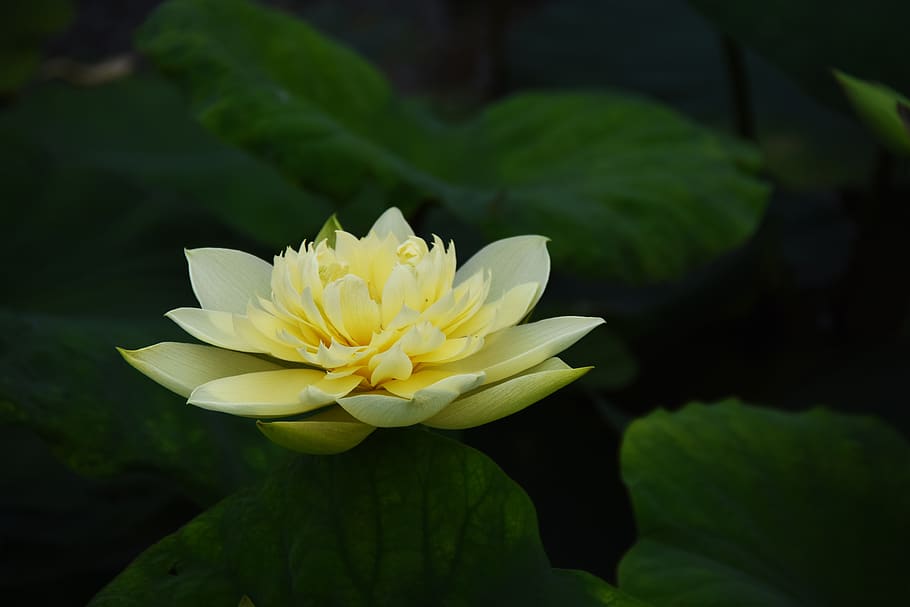 golden lotus, dress, outdoor, blooming, lotus, the leaves, meditation, nice, flower, flowering plant