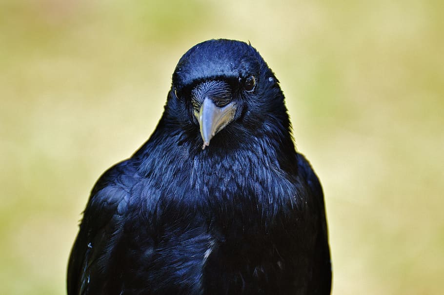 cuervo negro, cuervo, pájaro cuervo, negro, pájaro, mosca, cuenta, animal, pluma, carroña