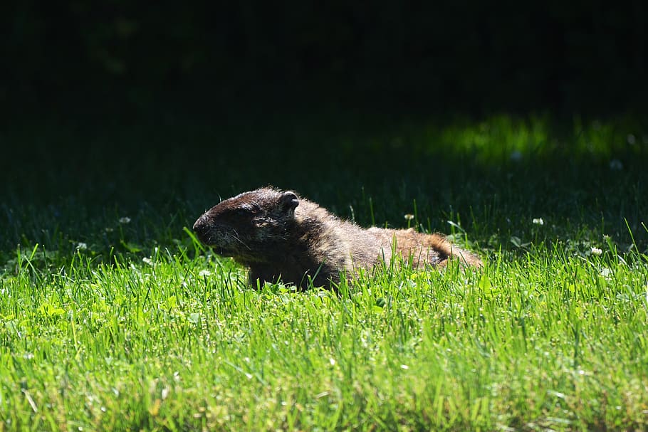groundhog, nature, animal, fur, rodent, marmot, cute, furry, wildlife, mammal