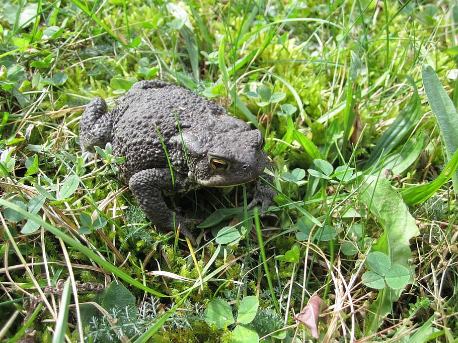 Animal, Common Toad, Female, toad, garden, animal lover, summer, one animal, animals in the wild, animal themes