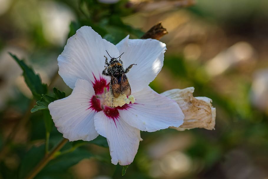 pollen, hummel, pollination, insect, wing, flying, cute, stamen, sting, bush