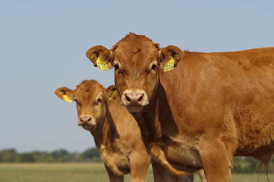 limousin, cattle, pasture, agriculture, meat breeds, farm, brown, ruminant, beef, cow