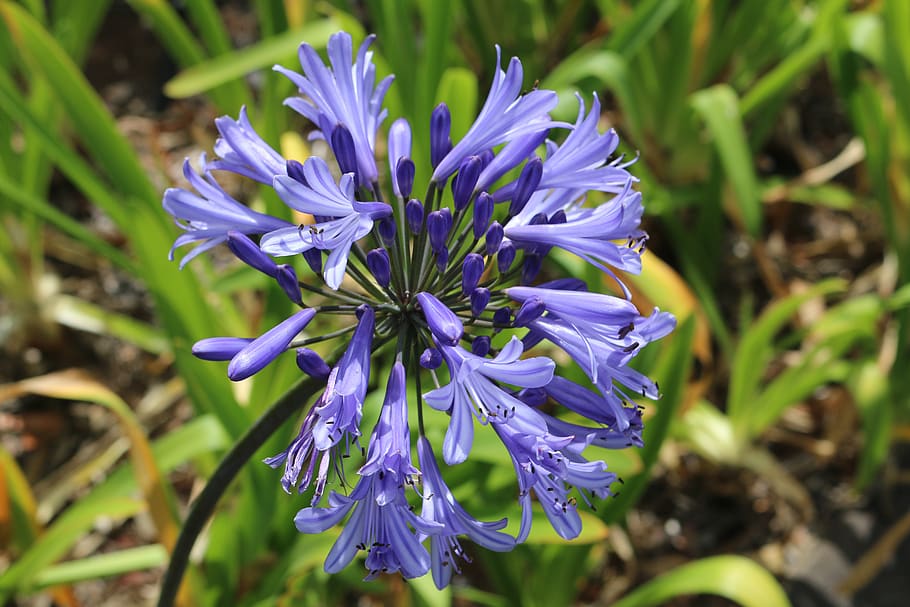 agapanto, lirio, bonita, floración, flor, planta, azul, jardín, naturaleza,  flores | Pxfuel