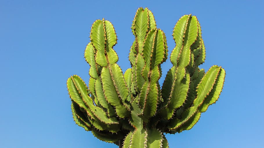 fotografía de plantas de cactus, chipre, ayia napa, parque de cactus, cactus, espinas, naturaleza, planta suculenta, desierto, espina