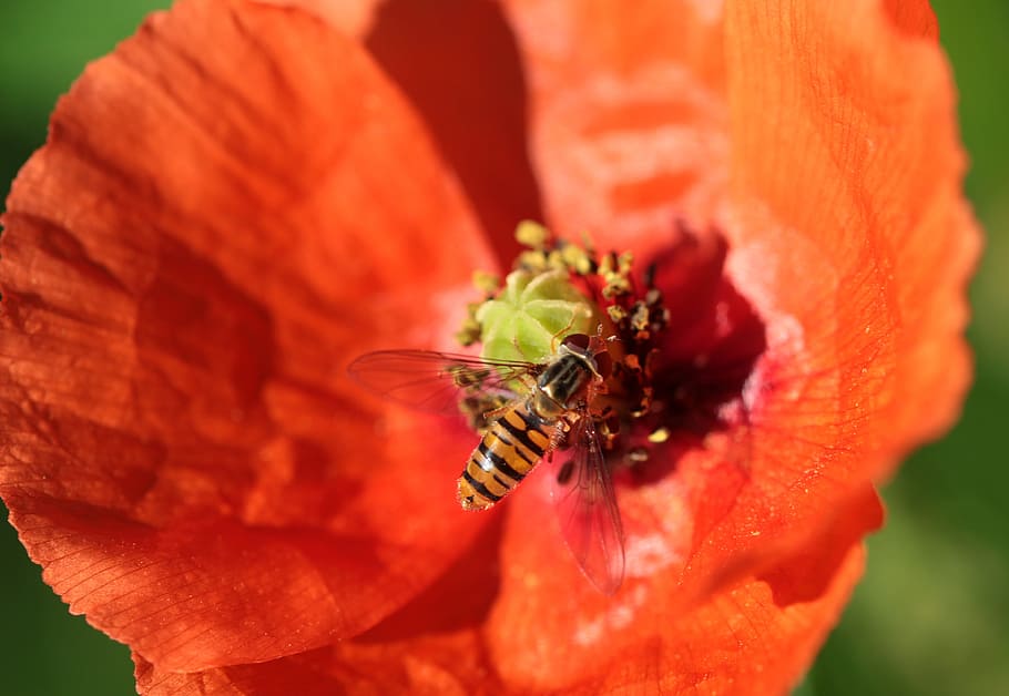 poppy, klatschmohn, poppy flower, wasp, house feldwespe, polistes dominulus, nectar search, nectar, close-up, flower