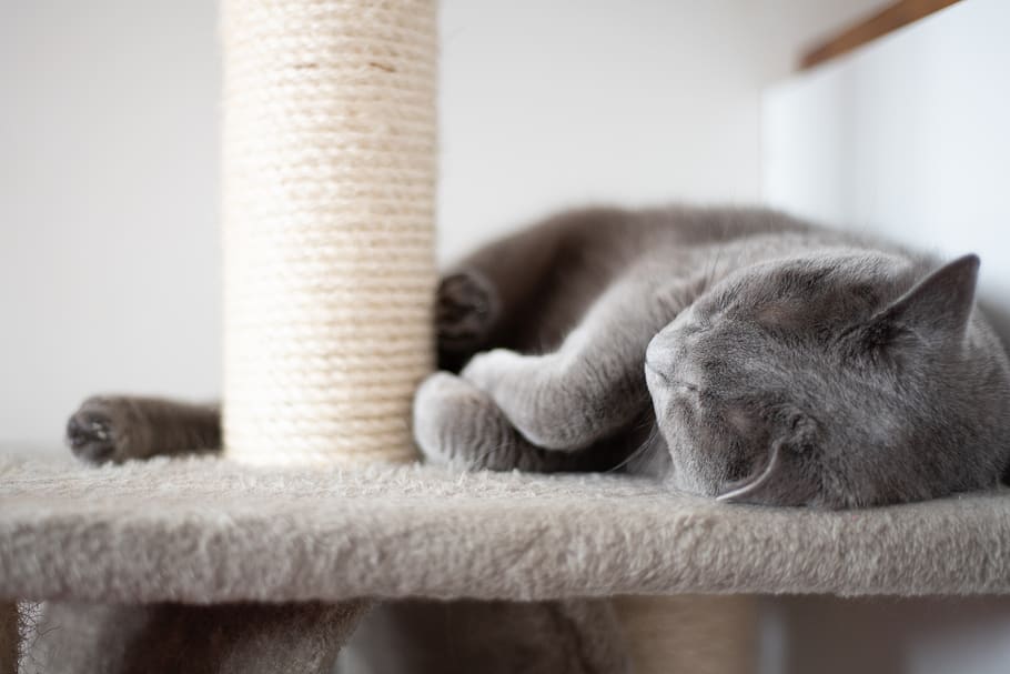 cat, animal, pet, recreation, the scratching post, cute, feline, tame, russian blue, relaxation