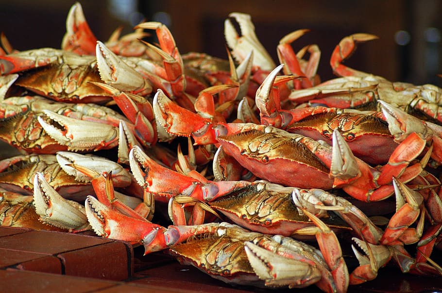 crab, sea, crustaceans, marino, crustacean, san francisco, food and drink, food, seafood, freshness