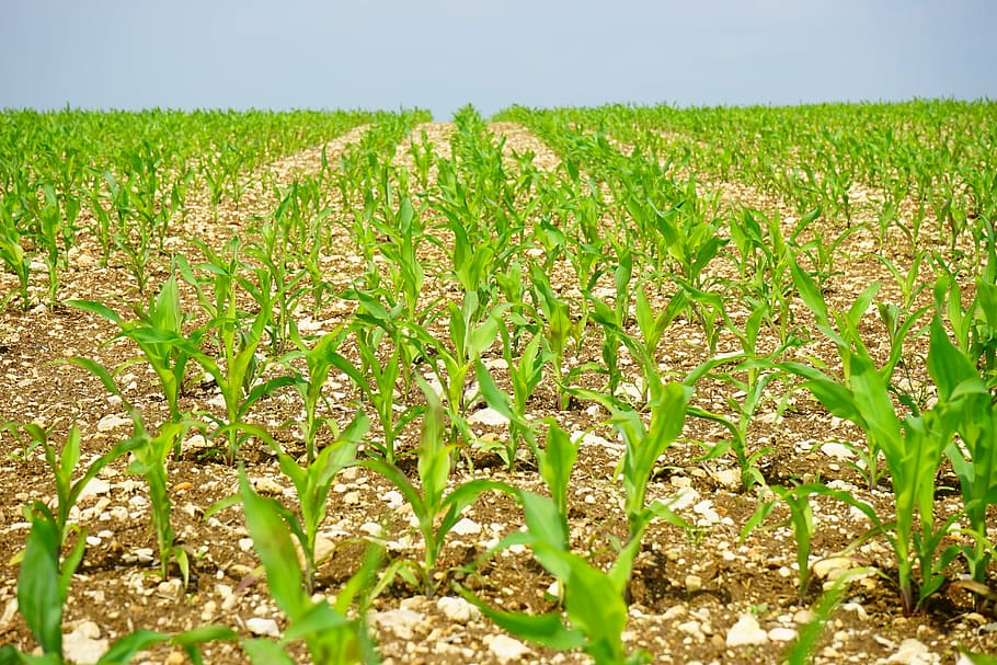 corn field, corn, field, arable, young plants, frisch, agriculture, cornfield, crops, food
