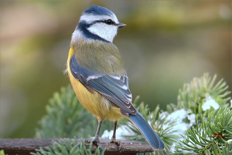 small, white, black, yellow, bird, tree branch, black and yellow, yellow bird, blue tit, cyanistes caeruleus