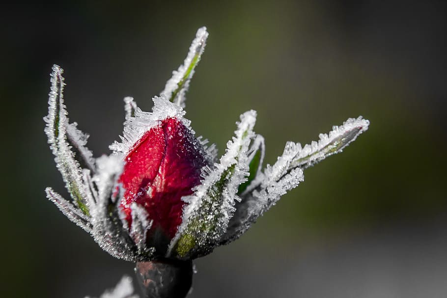 close-up photo, red, flower bud, snow, Vinter, Snø, rose, blomst, enkelt blomst, frosset