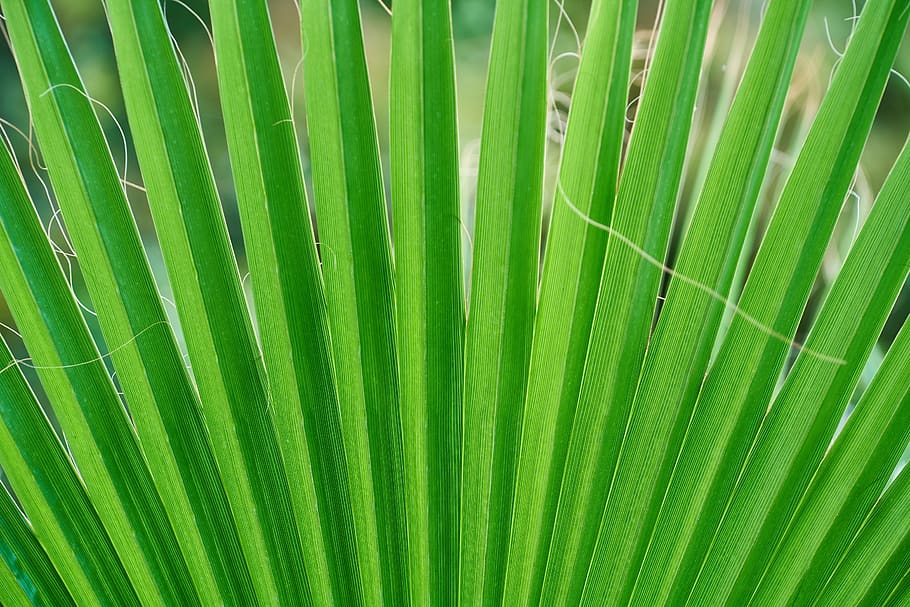 palm, tree, leaves, macro, detail, green, texture, background, tropical, nature