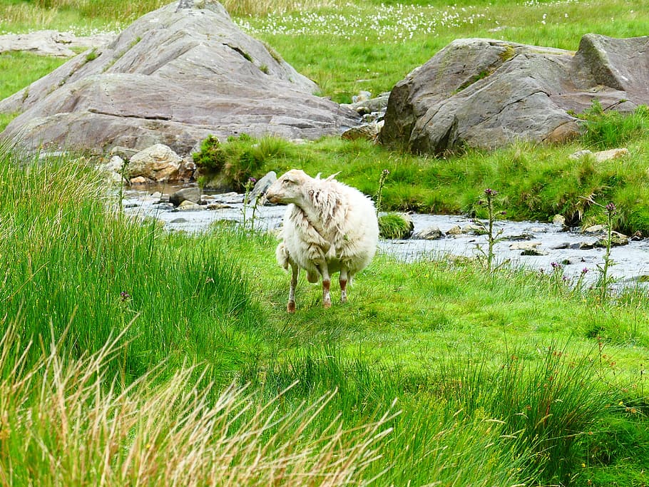 Sheep, Wales, Snowdonia, one animal, grass, animal themes, animal, livestock, grazing, plant