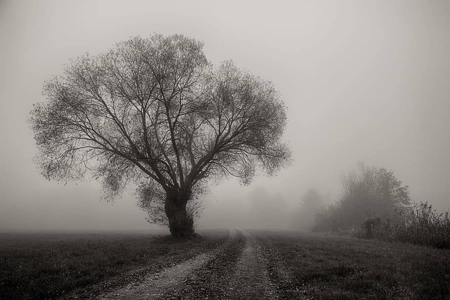 grayscale photo, tree, next, road, fogs, fog, landscape, nature, dawn, weather