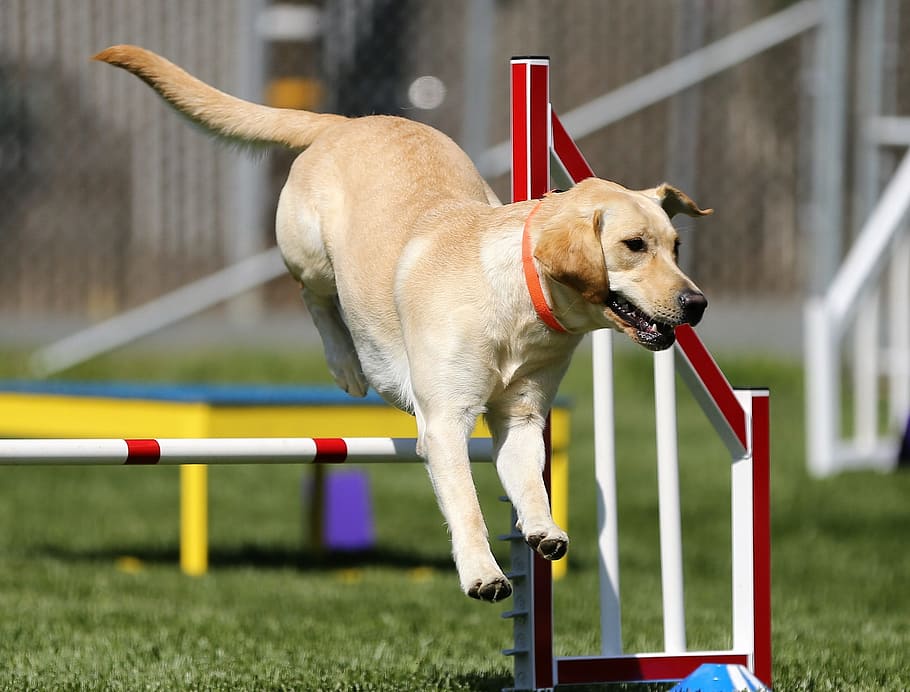 short-coated brown dog, Labrador Retriever, Agility, Dog, Sports, dog sports, sport, competition, domestic animals, animal