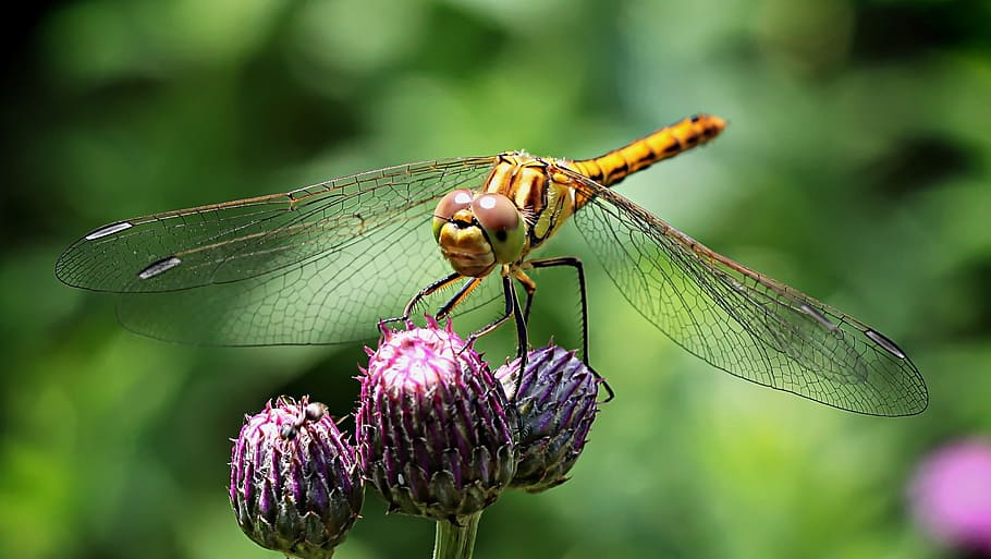 yellow dragonfly, ważka, insect, compound eyes, macro, wings, nature, eyes, fly, flying