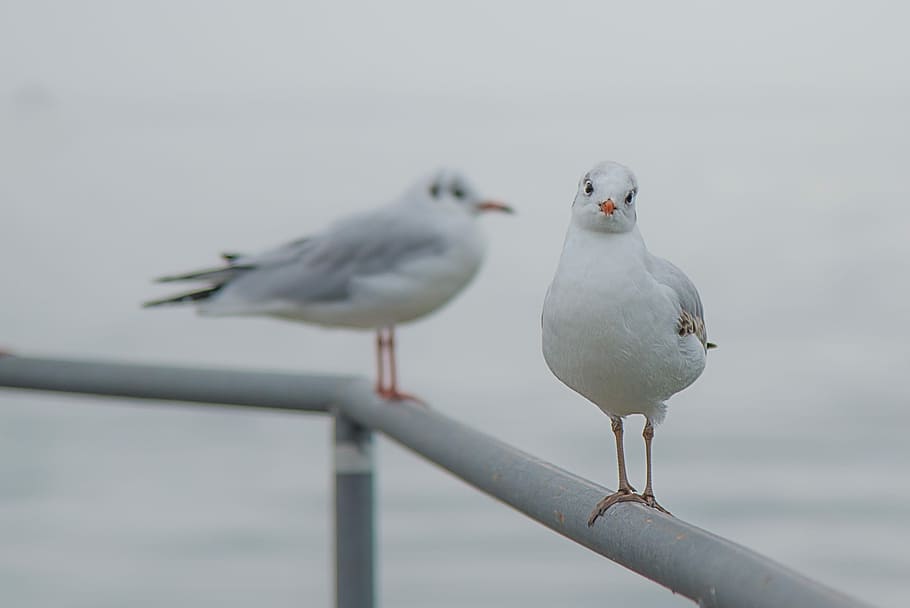 two red-billed gulls, Red-billed, Gulls, birds, gray, seagulls, water, bird, seagull, sea