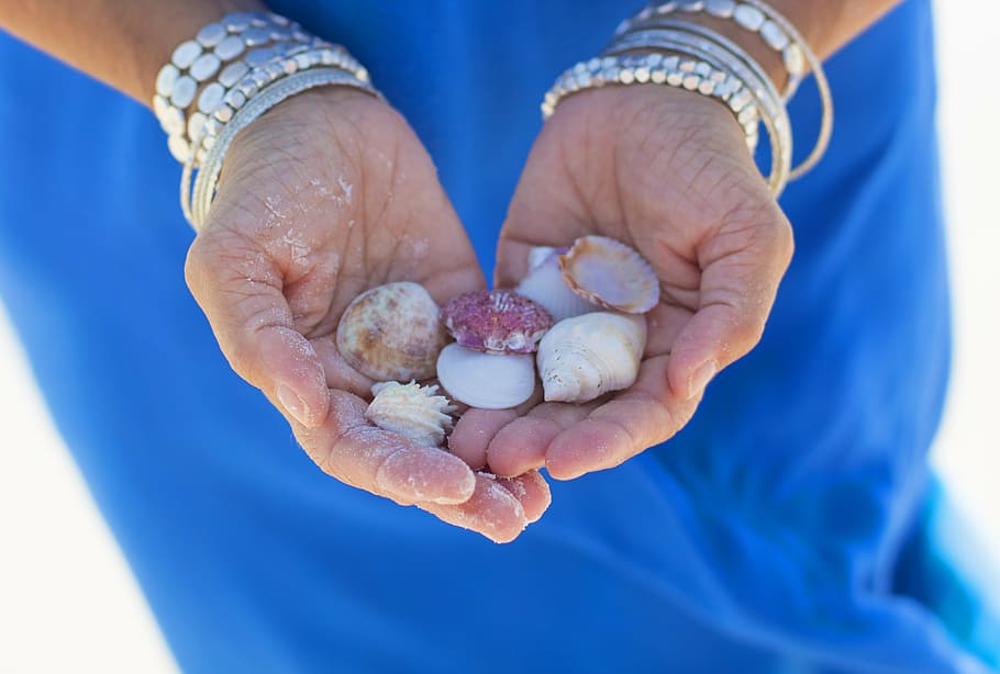 woman, holding, assorted-color shells, shells, beach, ocean, vacation, sea, blue, summer