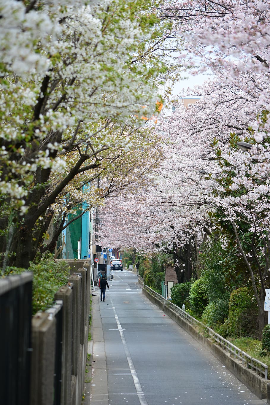 Full blossom. Цветущая вишня Япония. Вишня японская полная.