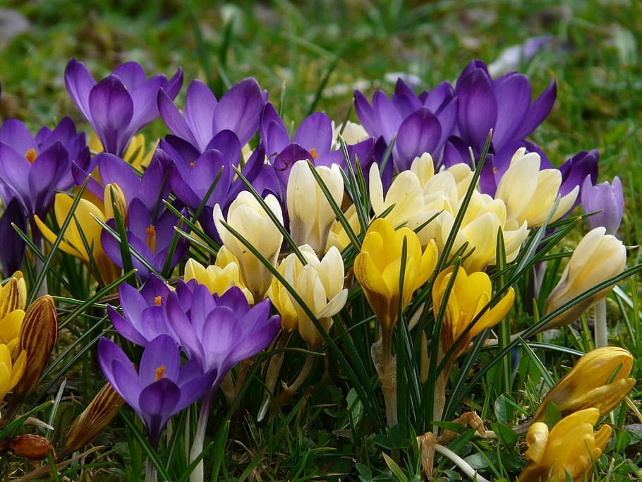 紫, 黄色, 花, 昼間, クロッカス, 植物, 庭, 閉じる, マクロ, 春