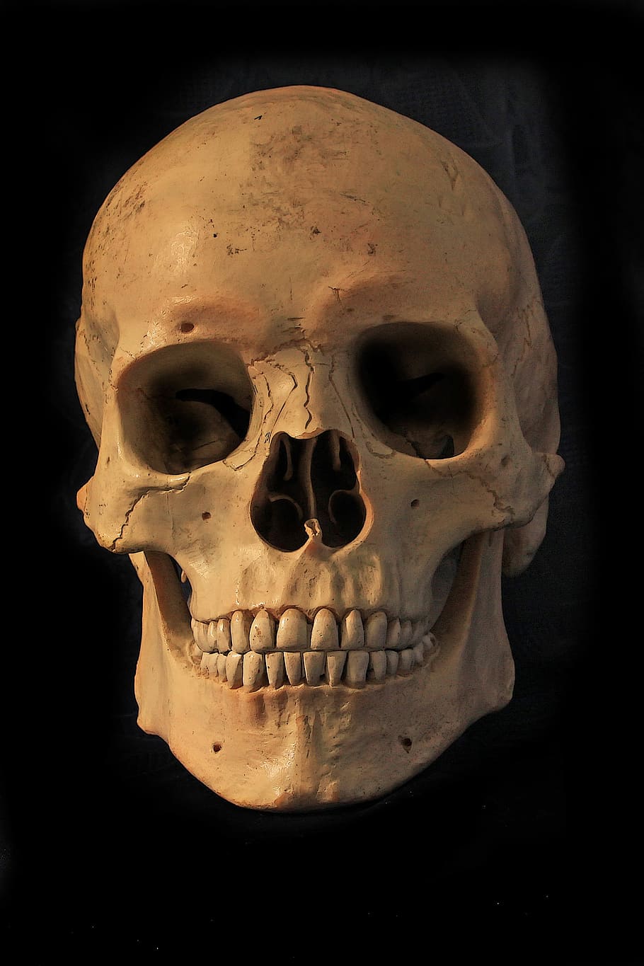 crânio branco, crânio humano, crânio e ossos cruzados, esqueleto, crânio, osso, osso do crânio, mortal, morto, morte