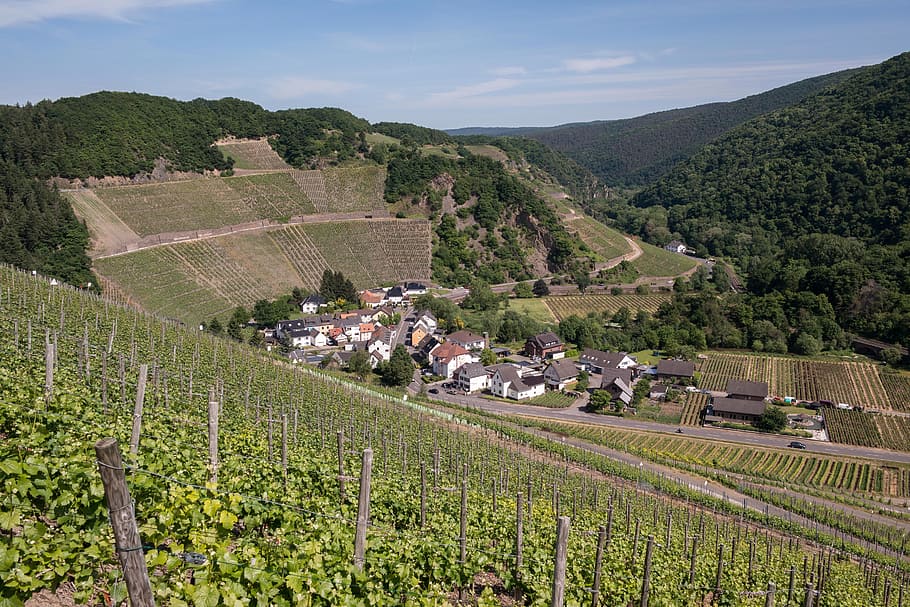 Vineyard, Wine, Winegrowing, Marienthal, grapevine, vines, vine, germany, ahr valley, red wine hiking trail