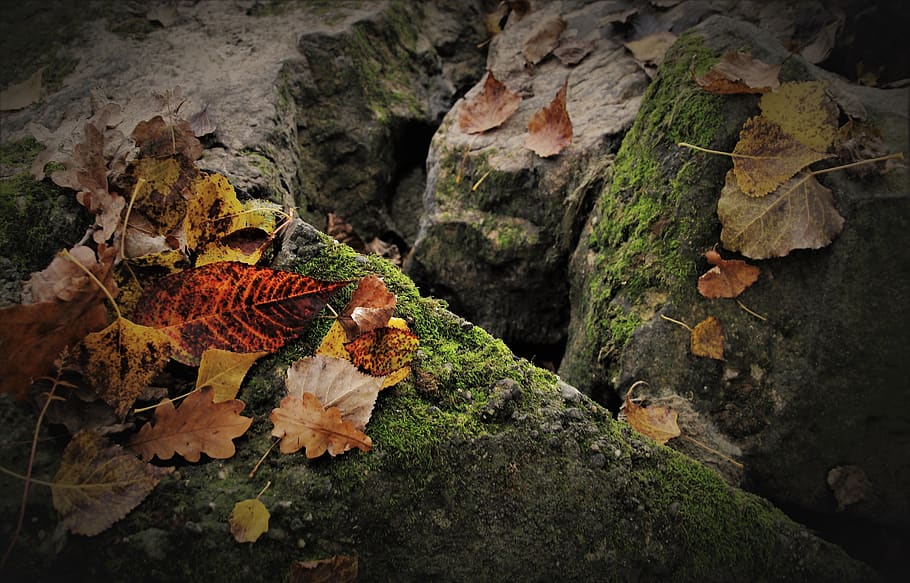 rock, moss, dark, autumn leaves, the cracks, leaf, in the fall, collapse, autumn theme, mood